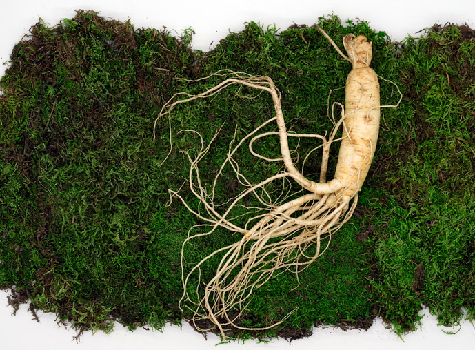 ginseng